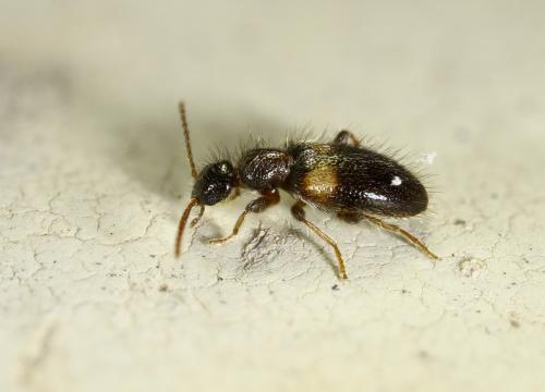 Réf. 296 299 : Hirticollis hispidus